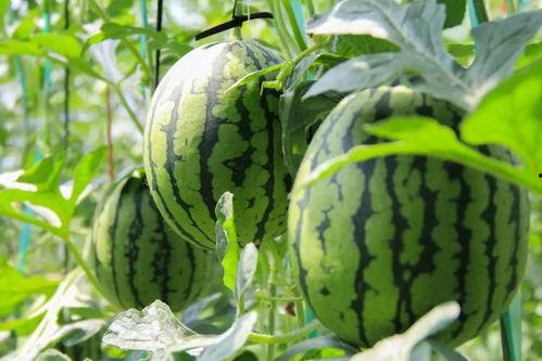 免费吃瓜广告,揭秘隐藏福利，让你轻松尝鲜！