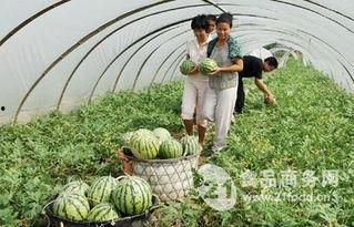 单县吃瓜新闻事件最新,一场网络舆论的风暴与反思