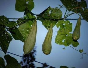 春天可以吃八棱瓜吗吗,春天适宜食用八棱瓜