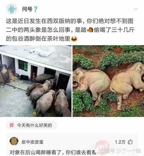 沙雕吃瓜古文,揭秘古代“吃瓜群众”的趣味生活