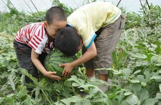 宜兴河边吃瓜事件视频,一场引发热议的街头冲突瞬间