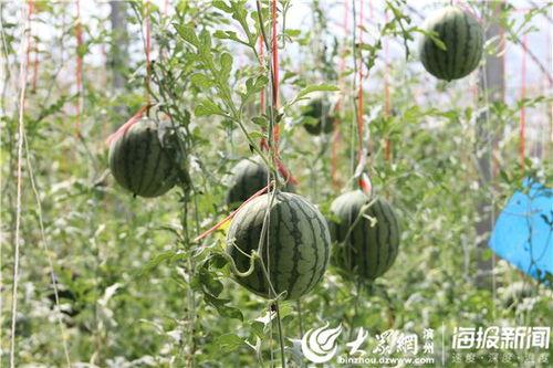 宜兴河边吃瓜事件视频,一场引发热议的街头冲突瞬间