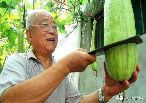 大爷端碗吃瓜图片,大爷端碗吃瓜，诠释生活真谛