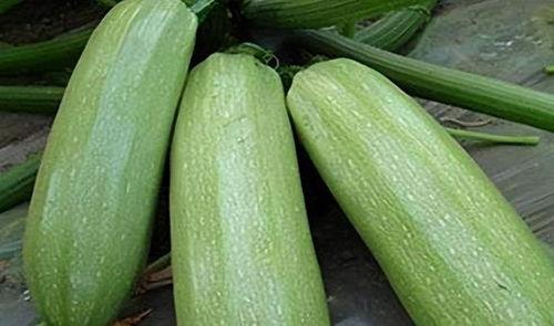 9月吃一瓜,9月尝鲜，解锁秋季第一瓜