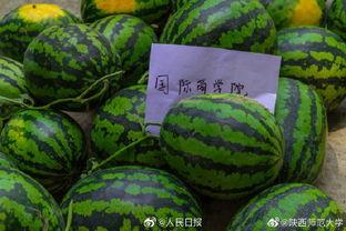 校内吃瓜,揭秘校内吃瓜背后的故事