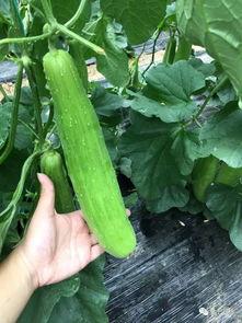 简单的吃瓜方法,解锁夏日消暑新姿势