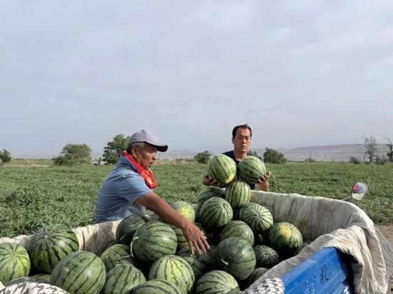 岗头吃瓜,瓜香四溢，共享清凉时光