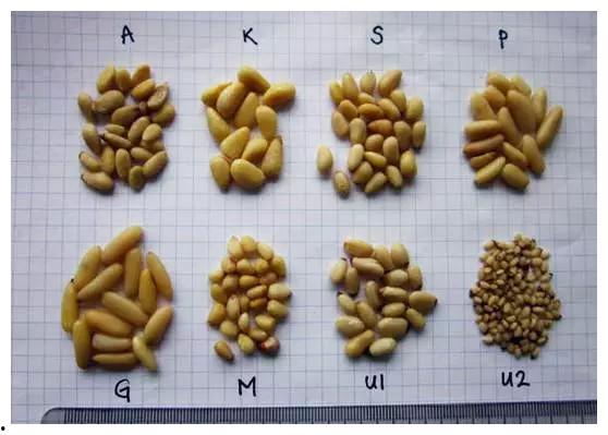 ted吃瓜的松子,揭秘“吃瓜群众”背后的松子智慧