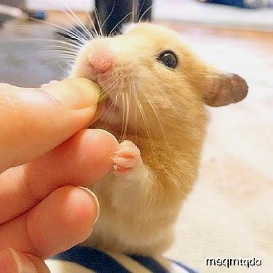 苏鼠瓜怎么吃,解锁美味新体验