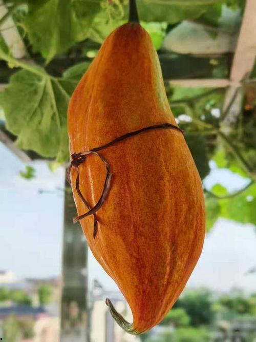 苏鼠瓜怎么吃,解锁美味新体验