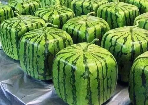 信笔由缰 吃瓜,揭秘网络时代的舆论风向标