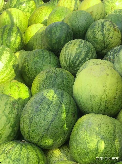 信笔由缰 吃瓜,揭秘网络时代的舆论风向标