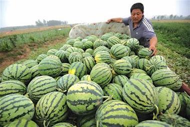 微山卖保险吃瓜,瓜田里的保险故事