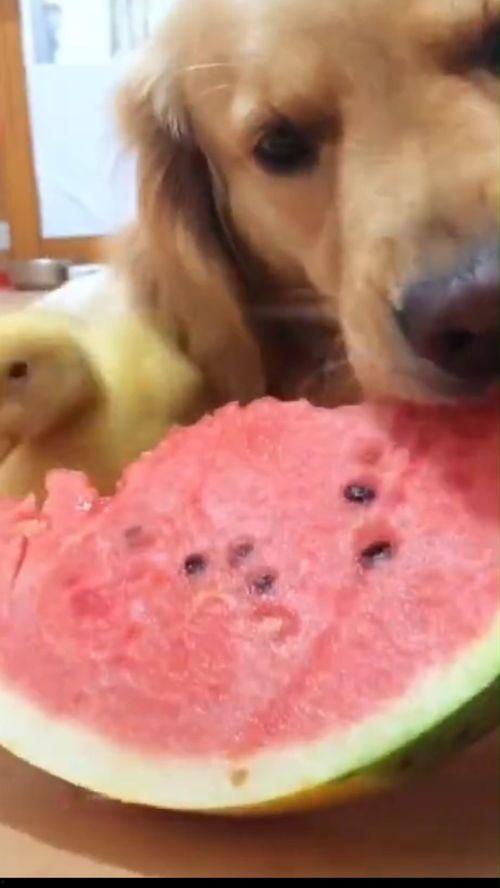 认真搞笑专业吃瓜,专业吃瓜，带你领略搞笑界的独特魅力