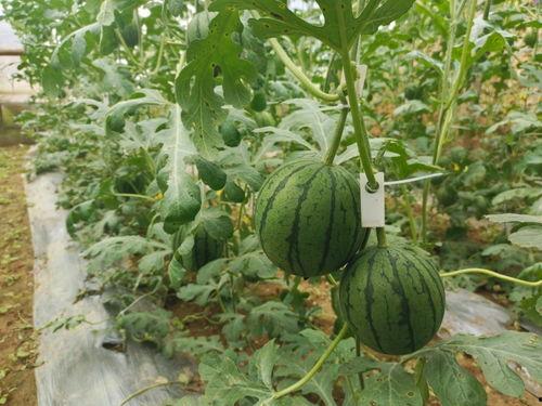 毛瓜怎么吃,探索毛瓜的多样美味