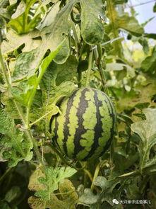 庞瓜怎么吃,解锁美味新体验