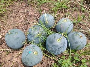 吃瓜摘棉花,吃瓜摘棉花的欢乐时光