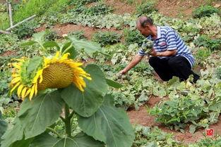 吃瓜摘棉花,吃瓜摘棉花的欢乐时光