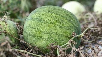 天冷了吃瓜,天冷了，一起来享受美味瓜果时光”