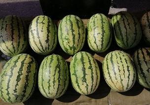 天冷了吃瓜,天冷了，一起来享受美味瓜果时光”