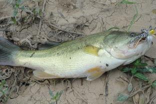 苏州鲈钓胜地吃瓜,夏日吃瓜乐逍遥