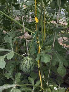 瓜田小刀吃瓜,揭秘吃瓜群众的趣味生活