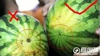 瓜圈吃瓜官方,揭秘娱乐圈幕后故事