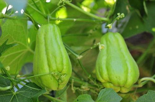 佛手瓜叶尖怎么吃才好,佛手瓜叶尖的多样美味食用法