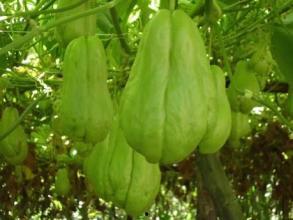 佛手瓜叶尖怎么吃才好,佛手瓜叶尖的多样美味食用法