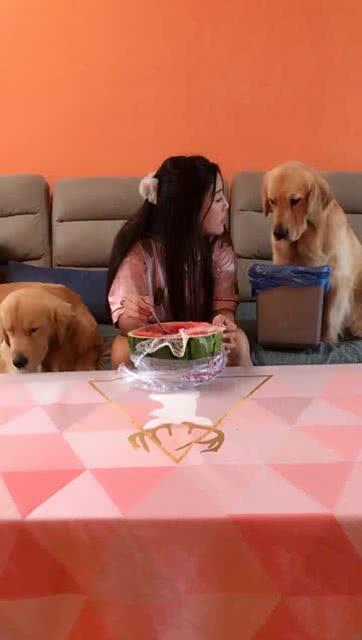 金毛吃瓜吐皮,萌态十足引网友热议