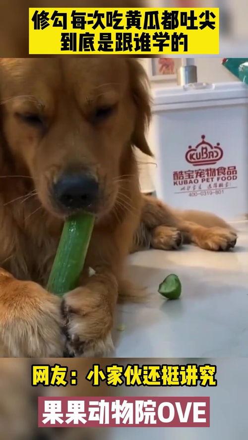 金毛吃瓜吐皮,萌态十足引网友热议