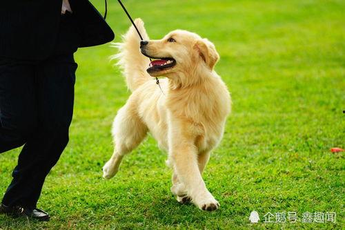 金毛吃瓜吐皮,萌态十足引网友热议