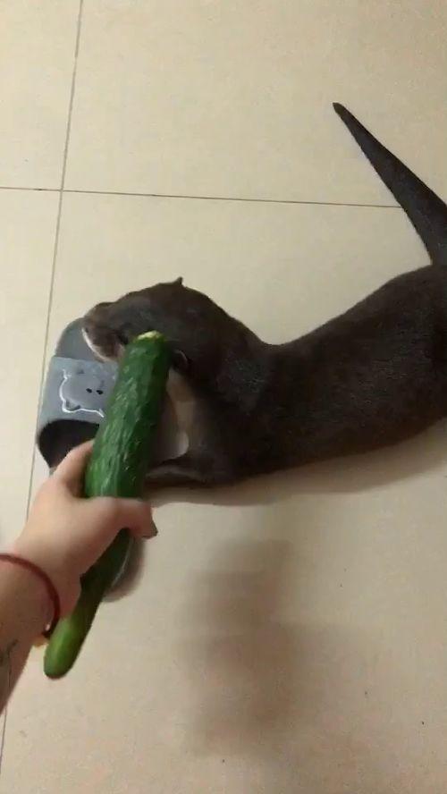 吃瓜的坐着来,品鉴世间百态