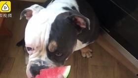 狗吃瓜会中毒,家长需谨慎防范