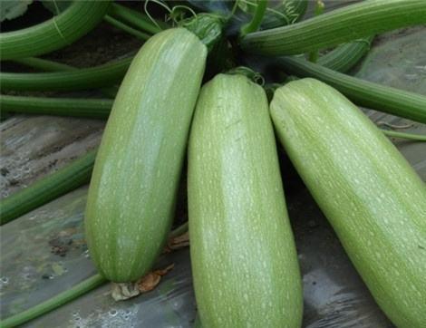 户外吃瓜有什么好处,夏日清凉生活新风尚