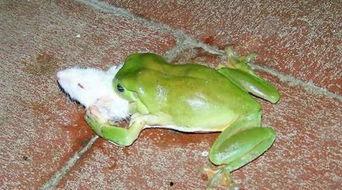 青蛙头套吃瓜,一场别开生面的吃瓜盛宴