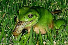 青蛙头套吃瓜,一场别开生面的吃瓜盛宴