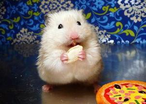 带你吃瓜仓鼠视频,揭秘“带你吃瓜仓鼠”的趣味生活