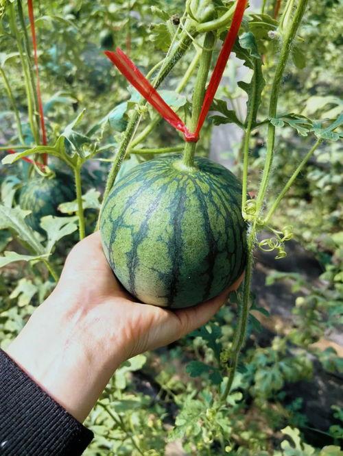 缅因吃瓜,一场吃瓜引发的狂欢