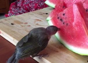 鸟儿吃瓜图片,捕捉鸟儿啄瓜的温馨瞬间