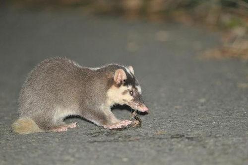 田园吃瓜猹,揭秘乡村生活的趣味与智慧