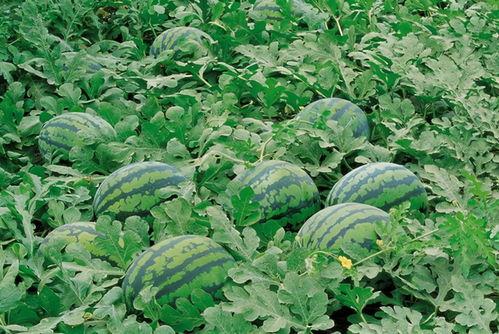 潘甜甜吃瓜群,揭秘娱乐圈幕后故事