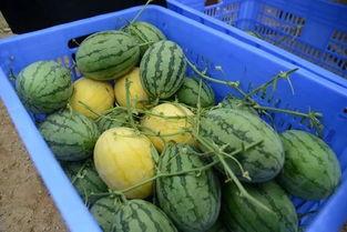 潘甜甜吃瓜群,揭秘娱乐圈幕后故事