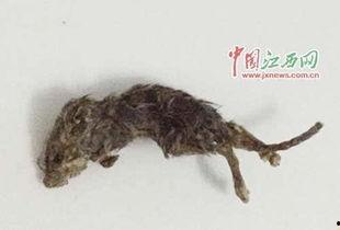 老鼠吃瓜事件视频,一场意外引发的趣味事件