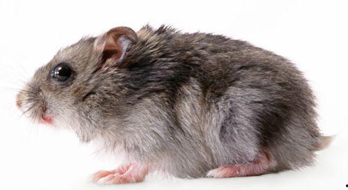 老鼠吃瓜事件视频,一场意外引发的趣味事件