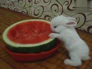 兔子吃扶手瓜吗,探究小动物的特殊饮食习惯