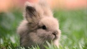 兔子吃扶手瓜吗,探究小动物的特殊饮食习惯