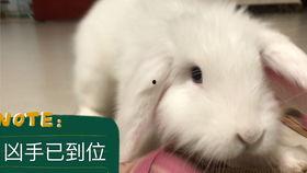 兔子吃扶手瓜吗,探究小动物的特殊饮食习惯