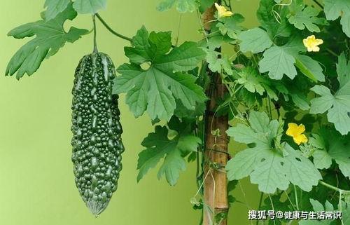 夏至吃四瓜都是哪四瓜,四瓜相伴，养生保健正当时