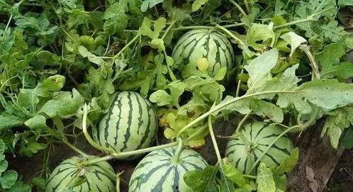 杞县吃瓜,探寻当地特色美食之旅